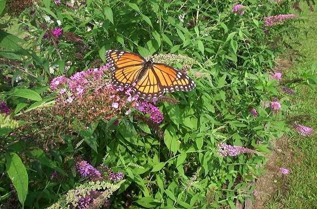 Violet Butterfly Bush Perennial Favorite 500 Seeds