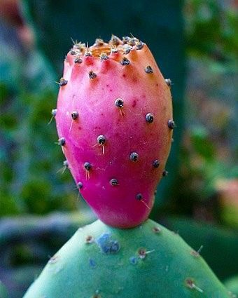   Indica 20 Seeds Nopal Edible Cactus for Nopalea Nopalina Juice