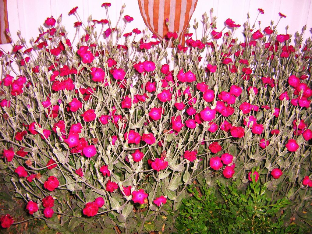 Rose Campion Live Plants 5 Dug Shipped Fresh Plant Now