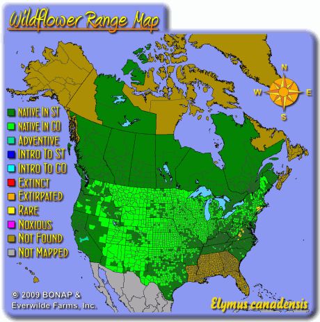 Elymus canadensis Distribution Map.gif