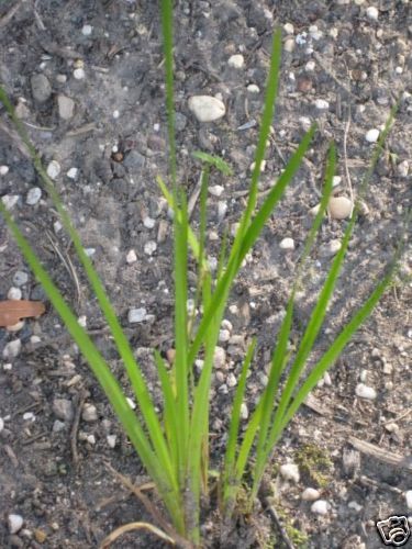 18 Acorus Calamus Sweet Flag American Variety Seeds