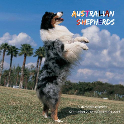 Australian Shepherds 2013 Wall Calendar