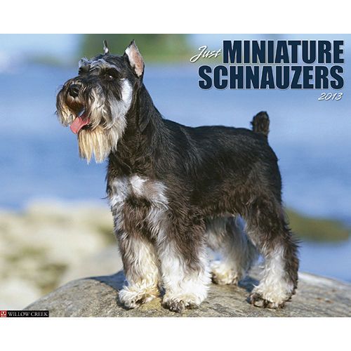  Just Miniature Schnauzers 2013 Wall Calendar