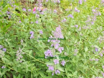 catnip nepata cataria fresh seeds