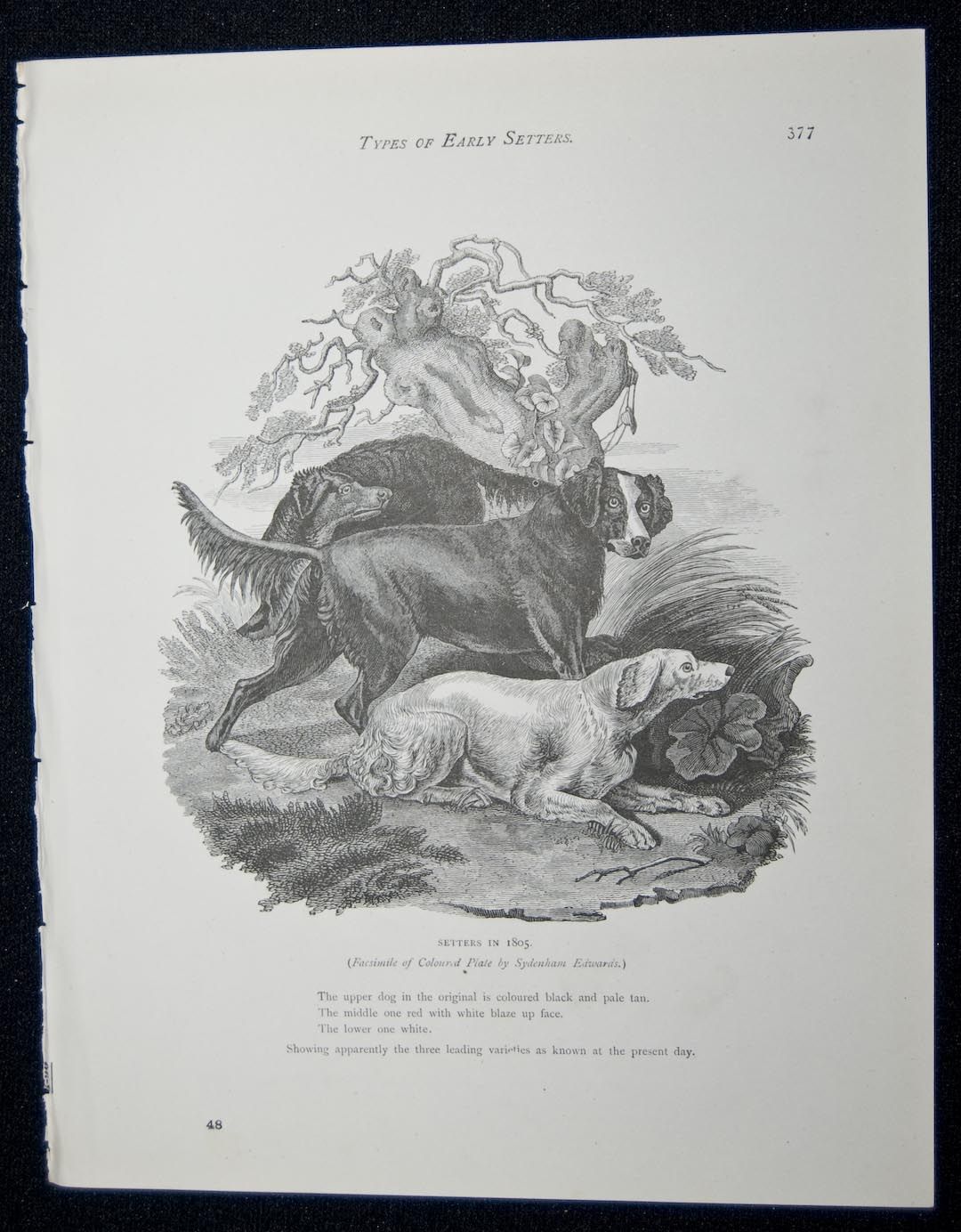 Shaw & Cassells Book of the Dog 1890. Setters