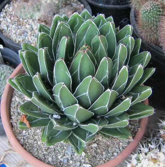 Agave Victoria Reginae Compacta Nice Rosette with Pups 23 2