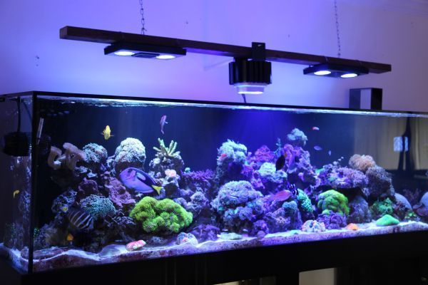 BEAUTIFUL 220 GALLON GLASS SALTWATER FISH AQUARIUM COMPLETE SETUP