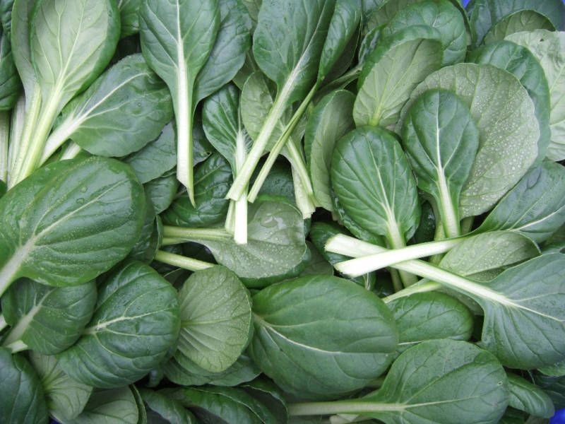 Tatsoi Pak Choi Rosette Salad Leaf Herb 2GAPPROX 900