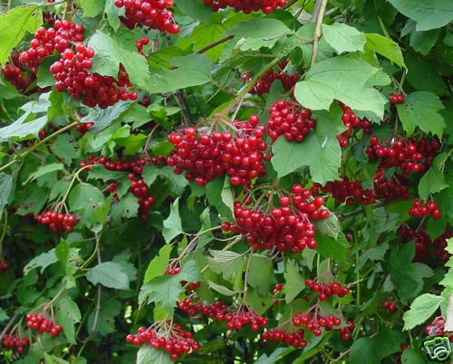 European Highbush Cranberry Viburnum Opulus Seeds