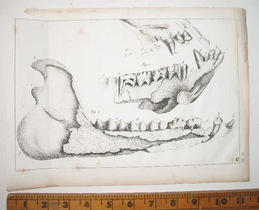 1836 GEORGES CUVIER ENGRAVING   Fossil Equid Horse   Plate #83