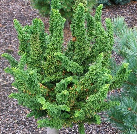 Year Chirimen Cypress RARE