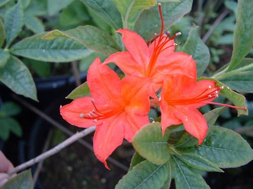 Cumberland Azalea Rhododendron Cumberlandense Seeds