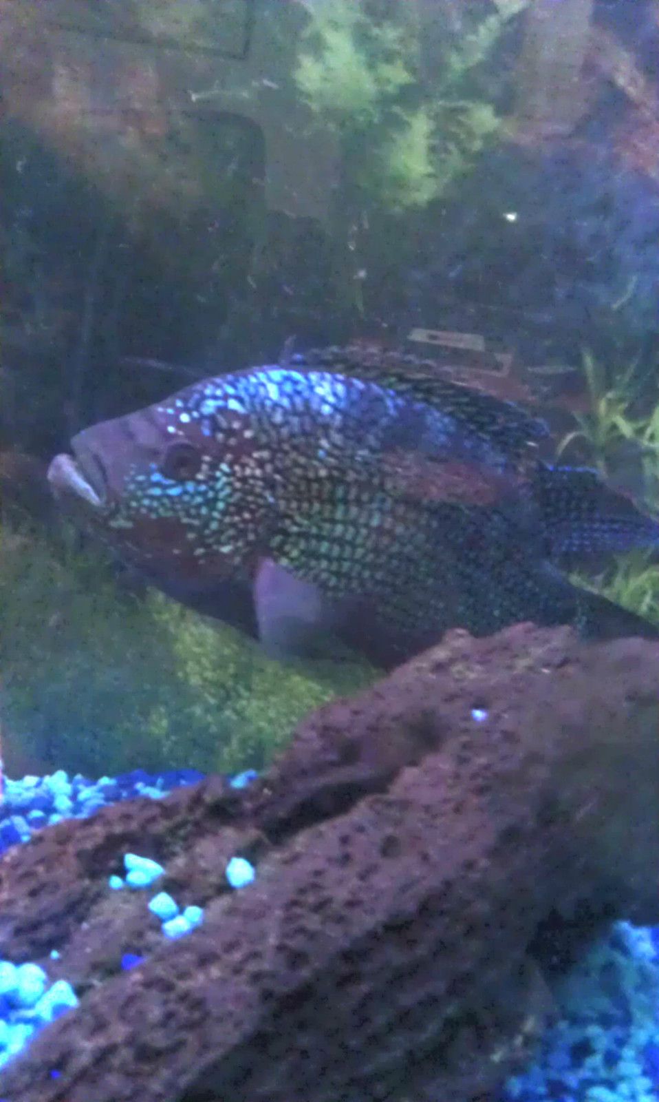 Jack Dempsey Cichlid Cichlasoma Octofasciatum Huge Adult Male