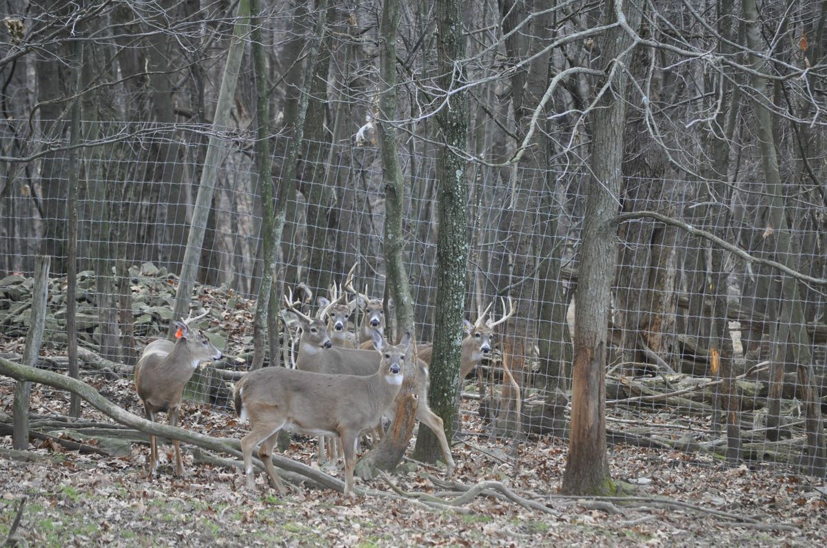 PA Whitetail Deer Doe Only 300