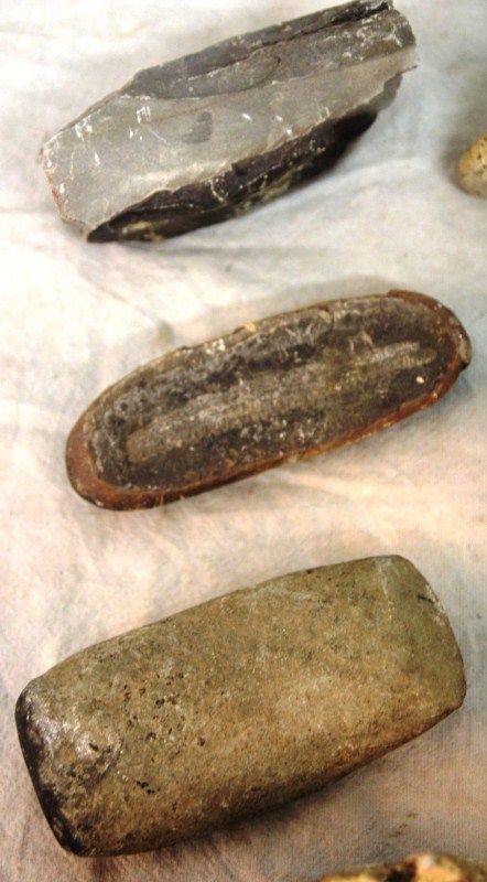 L324 Fossil Lot 7lb Crustacean Trilobite Coral Worm Fern Mineral