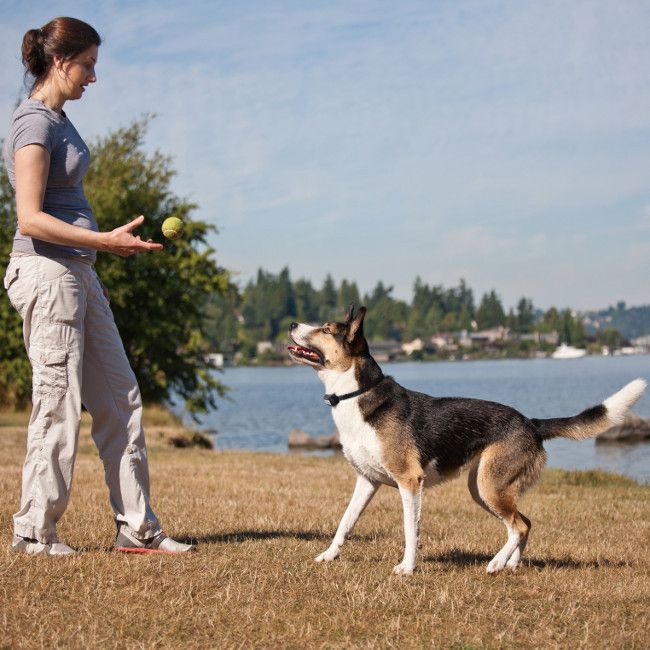  Little Dog Shock Remote Training Collar Remote Pet Trainer