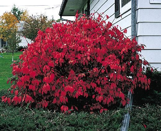 dwarf burning euonymus alatus compactus bush vibrant color the dwarf