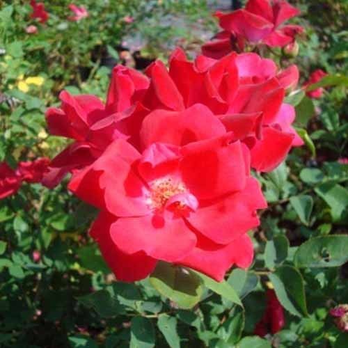 Rose Knock Out Red 3 Year Old Large Bareroot