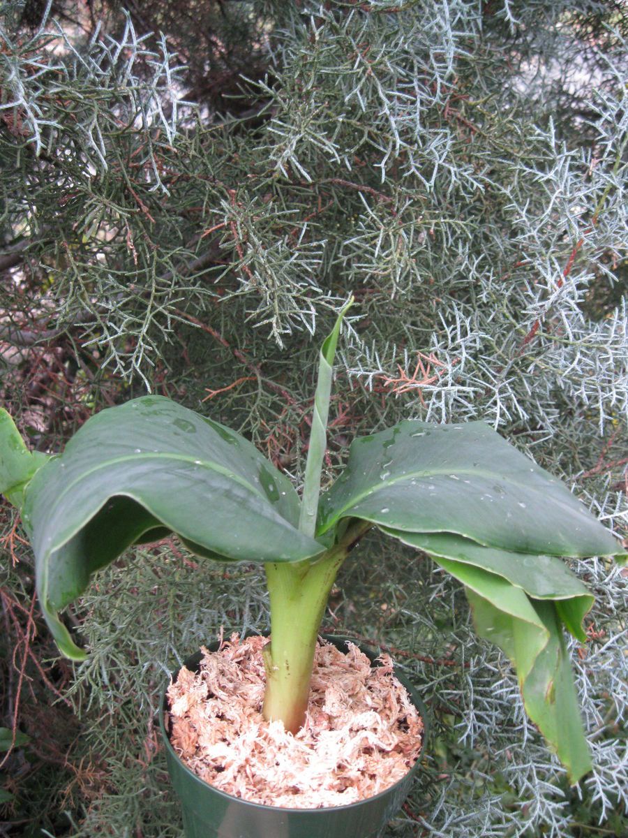 Super Dwarf Cavendish Banana Tree Musa Acuminata Live Tree