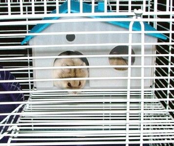 Hamster Cage Dougals Den Dwarf Mouse Mice Rodent Cages