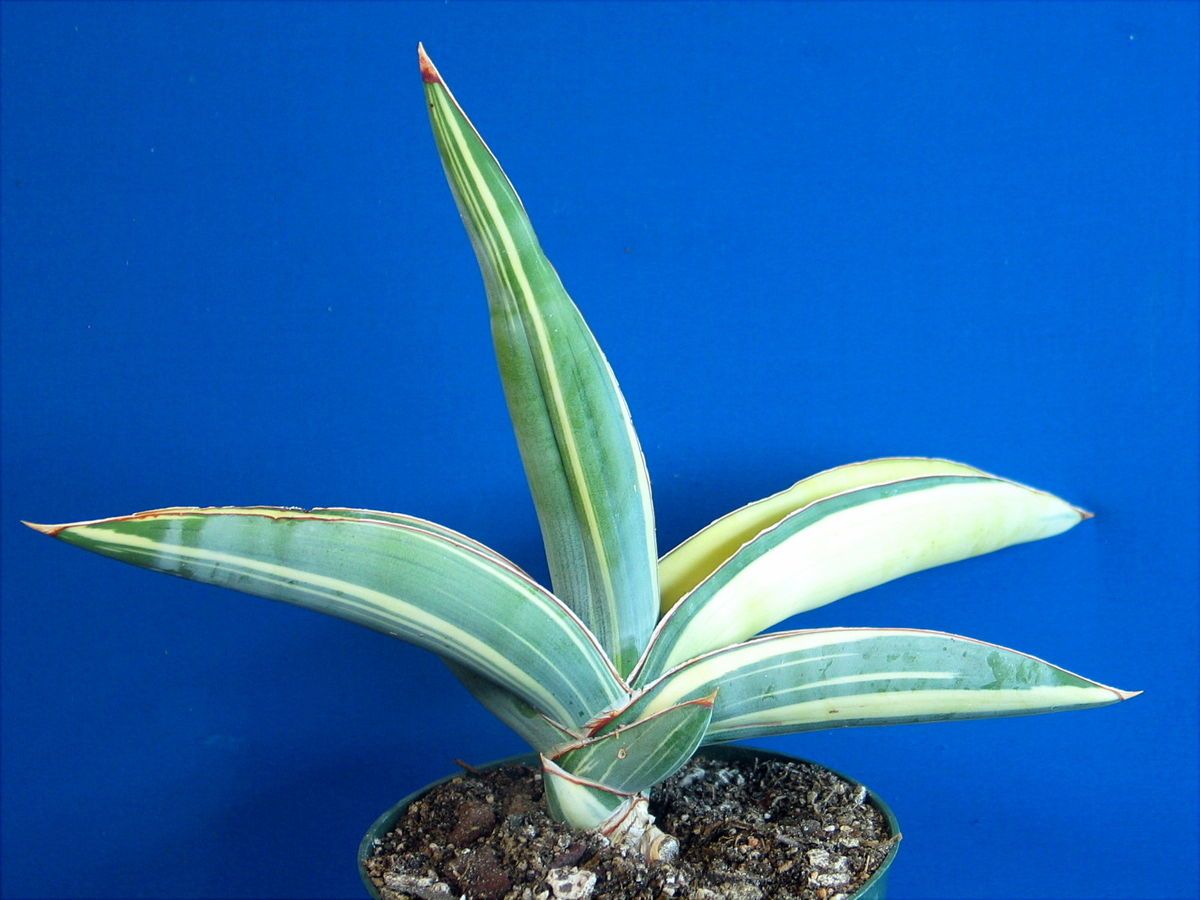 Sansevieria Ehrenbergii Striations Variegated Plant