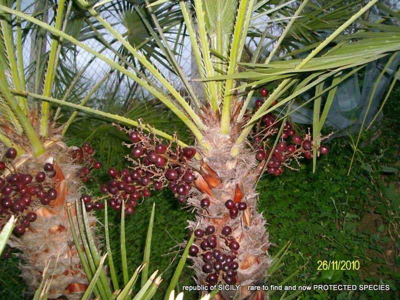 25 Chamaerops humilis Mediterranean dwarf palm from ITALY u 25