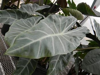 Alocasia Zulu Mask Elephant Ear Macrorrhiza Plant