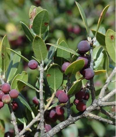 Green Olive Tree Phillyrea Phillyrea Latifolia 100 Fresh Seeds