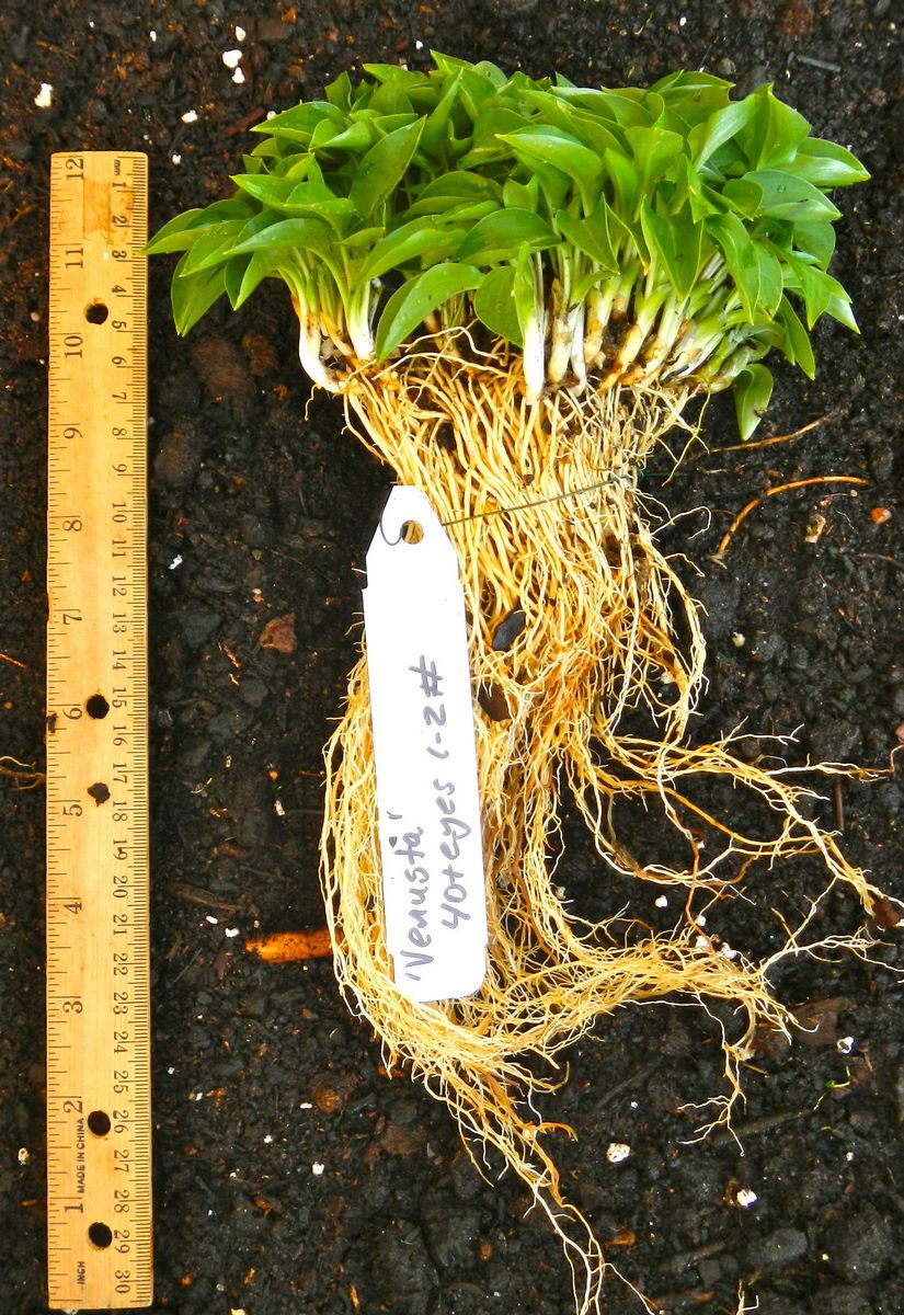 Hosta Venusta 40+ Eyes WOW HUGE Clump Nice Mini Hosta Plant