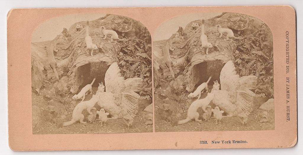 Stereoview Photo Taxidermy New York Ermine Weasels 1870 James Hurst