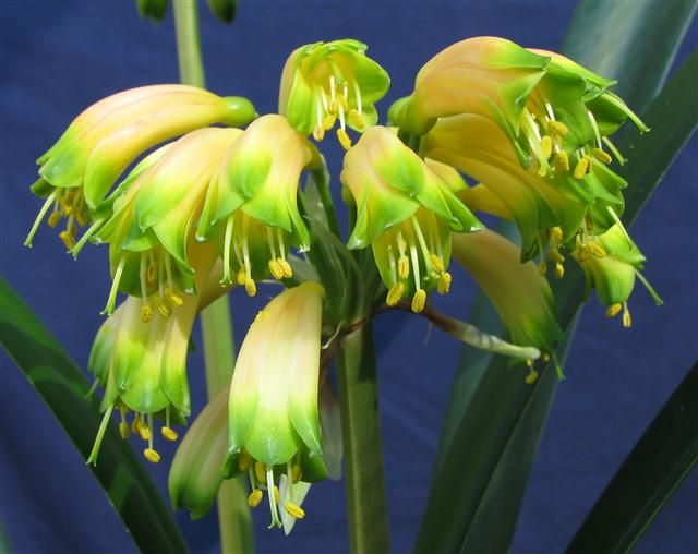 Gardenii Everton Green Goblin x Green Goblin Strompie Clivia Seedling