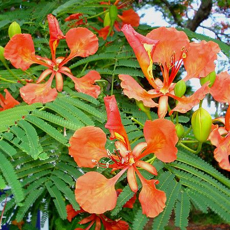 Delonix regia FLAMBOYANT TREE, ROYAL POINCIANA ~SEEDS~