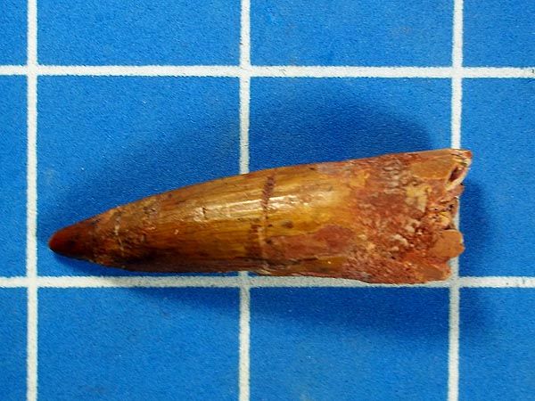 to recent times large 2 inch spinosaur dinosaur tooth 990