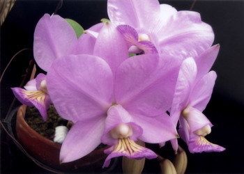 Nobilior Brilliant SM Joga Cattleya Orchid