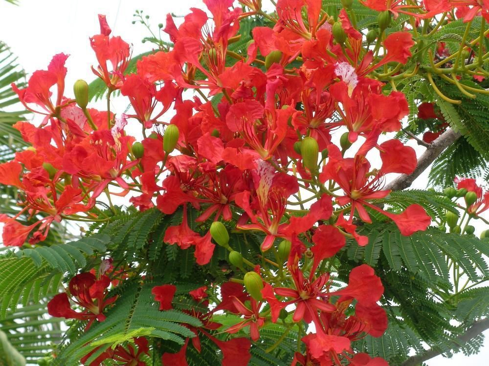 25 Delonix regia Tree Seeds Royal Poinciana Flamboyant Flame tree