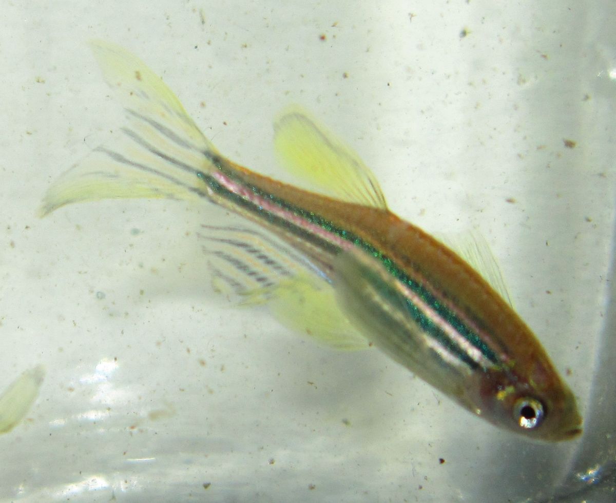 Longfin Zebra Danio For Live Freshwater Planted Aquarium Fish