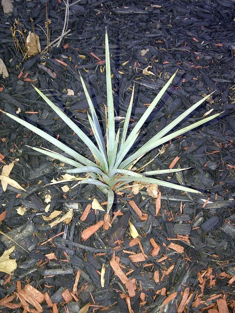 three year old joshua tree in our garden grown from our seed