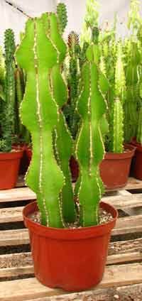 euphorbia is a genus of plants belonging to the family euphorbiaceae