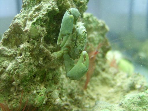 Green Emerald Crabs