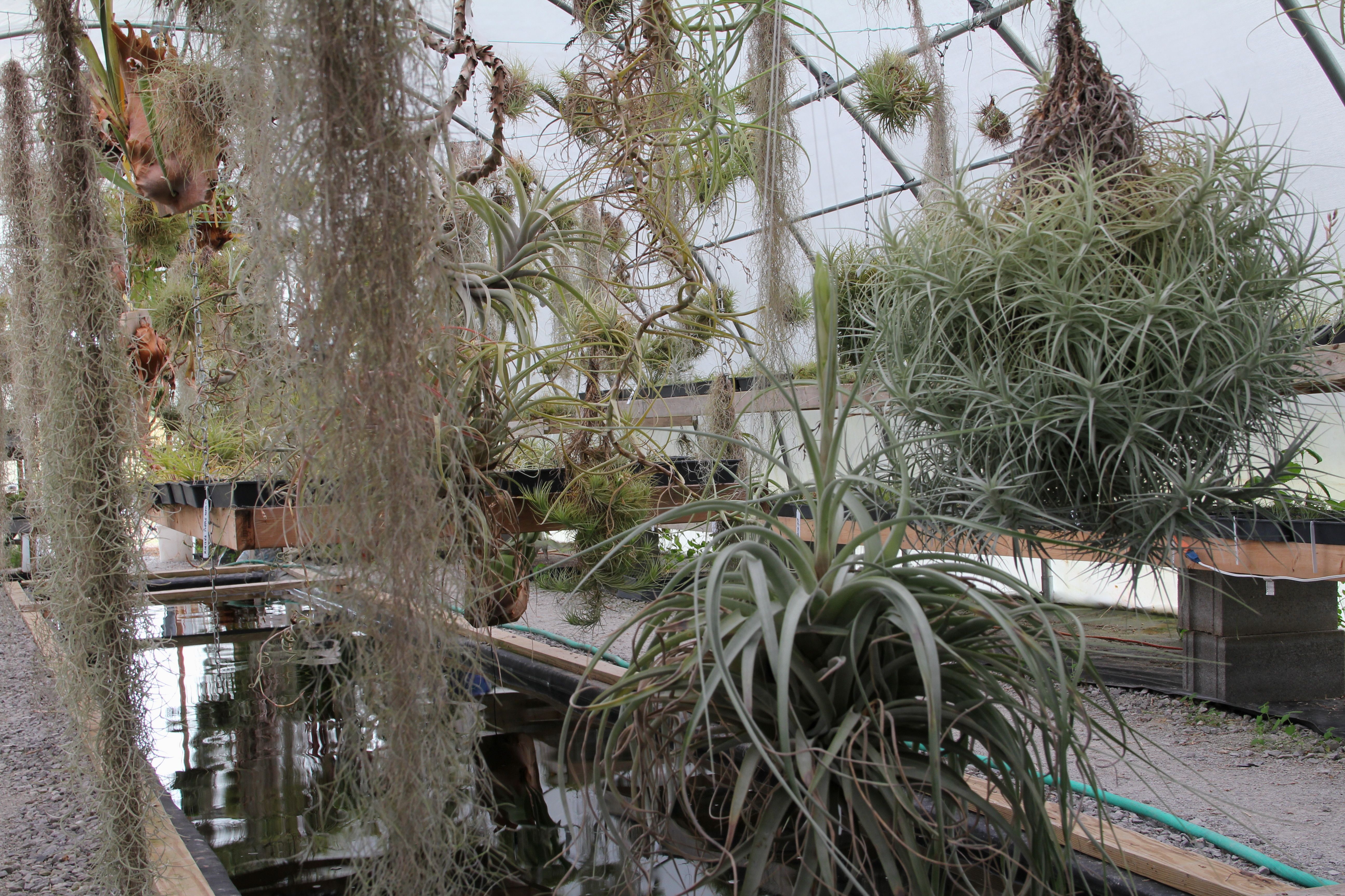 Tillandsia Funckiana 4 6in Plants