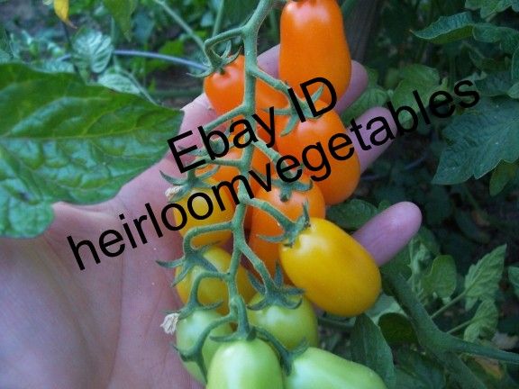 Sun Belle Grape Tomato 30 Seeds Same Day Shipping