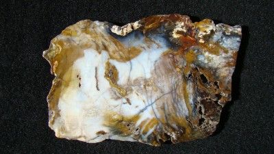 Outlaw Outstanding Hubbard Basin Petrified Wood