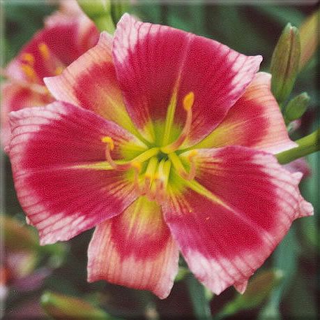 Red Light Green Light DF B11C Herrington T 05 DAYLILY