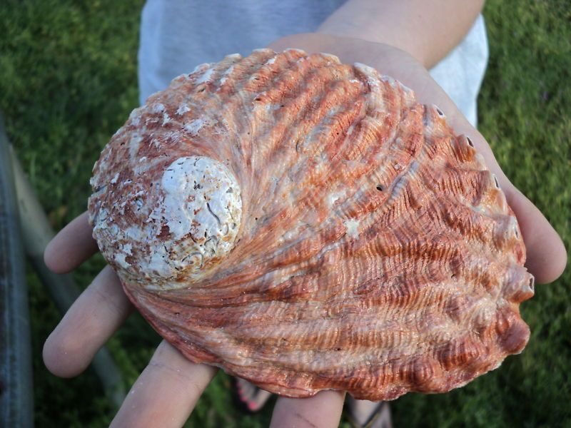  Nice Polished Orange Mexican Abalone 5" Seashell 2