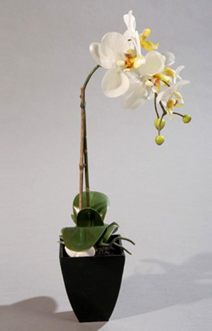 Orchidee Phalaenopsis Im Topf 40 cm Creme Kunstorchidee Kunstblume