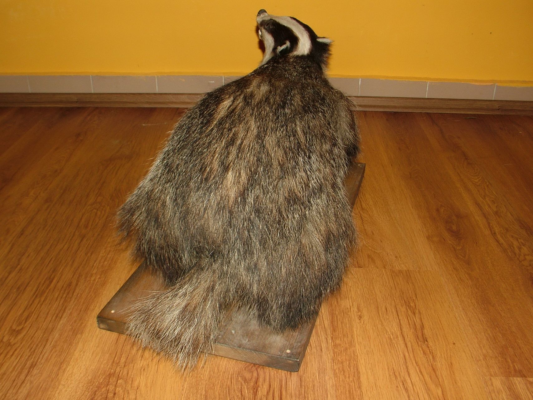 European Badger Full Body Mount Taxidermy 