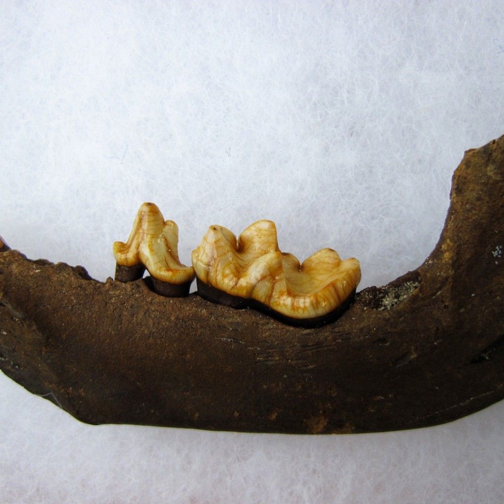  Fossil River Otter Jaw w/ Two Perfect Teeth & Partial Canine   Ice Age