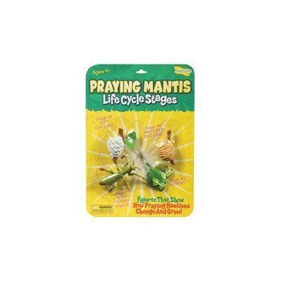 New Insect Lore Praying Mantis Life Cycle Stages