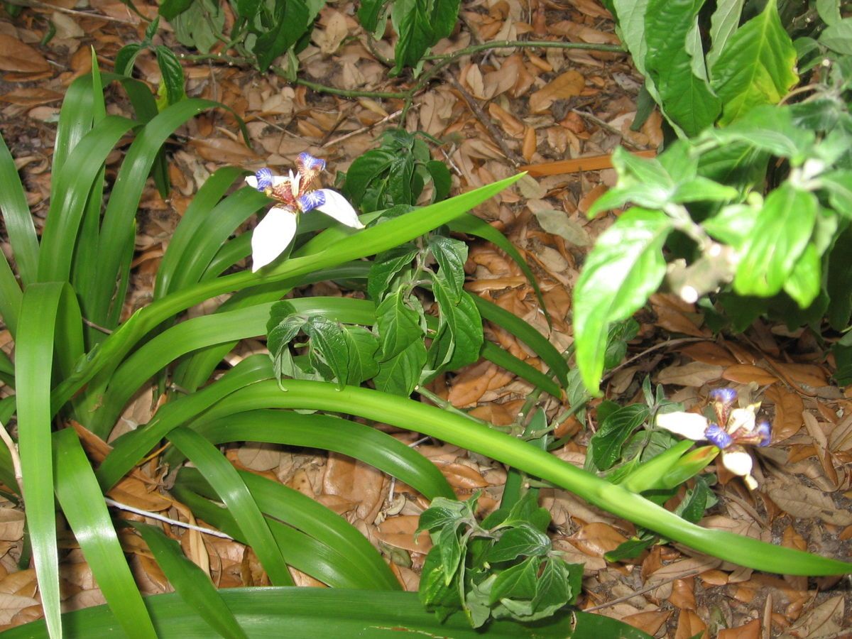 Walking Iris Apostle Plant Neomarica Gracilis