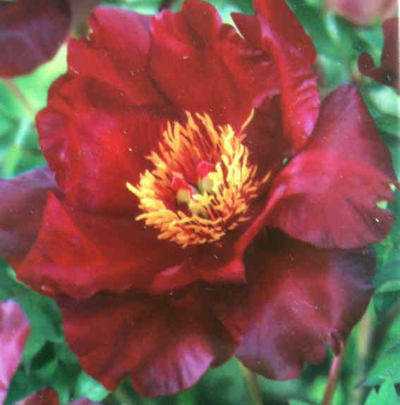 Single red ITOH Intersectional Peony SCARLETT HEAVEN tuber plant